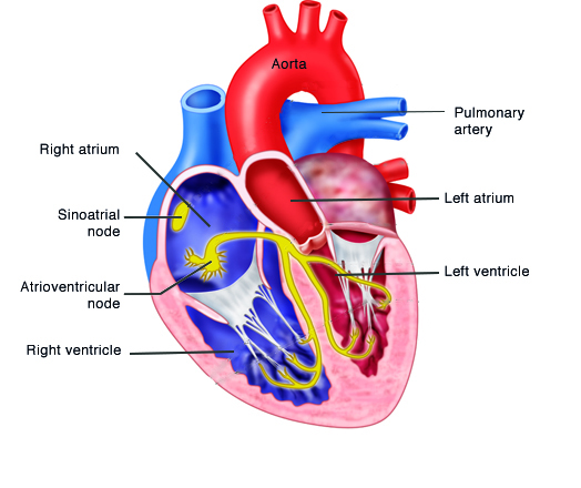 What is atrial fibrillation? | FibriCheck